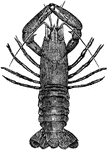 A fluviatile longtailed crustacean.