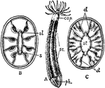 "A, Edwardsia cliparedii (after A. Andres). Cap, capitulum; sc, scapus; ph, physa. B, Transverse section of the same, showing the arrangement of the mesenteries. s, Sulcus; sl, sulculus. C, Transverse section of Halcampa. d, d, Directive mesenteries; stm stomodaeum." &mdash; The Encyclopedia Britannica, 1910