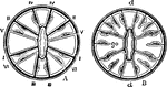 "A, diagram showing the sequence of mesenterial development in an Actinian. B, diagrammatic transverse section of Gonactinia prolifera." &mdash; The Encyclopedia Britannica, 1910