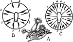 "A, Zoanthid colony, showing the expanded zooids. B, Diagram showing the arrangement of mesenteries in a young Zoanthid. C, Diagram showing the arrangement of mesenteries in an adult Zoanthid. 1, 2, 3, 4, Edwardsian mesenteries." &mdash; The Encyclopedia Britannica, 1910