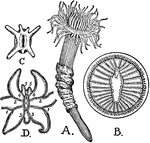 "A, Cerianthus solitarius. B, Transverse section of the stomodaeum, showing the sulculus, sl, and the arrangement of the mesenteries. C, Oral aspect of Arachnactis brachiolata, the larva of Cerianthus, with seven tentacles. D, Transverse section of an older larva. The numerals indicate the order of development of the mesenteries." &mdash; The Encyclopedia Britannica, 1910