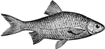 A fresh or brackish water fish. Commonly eaten at food.