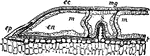 "Tangential section of a larva of Astroides calicularis which has fixed itself on a piece of cork. ec, Ectoderm; en, endoderm; mg, mesogloea; m, m, mesenteries; s, septum; b, basal plate formed of ellipsoids of carbonate of lime secreted by the basal ectoderm; ep, epitheca." &mdash; The Encyclopedia Britannica, 1910