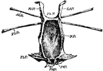 "Ventral surface of the entosternum of Limulus polyphemus, Latr. NF, neural fossa protecting the aggregated ganglia of the central nervous system; PVP, left posterior ventral process; PMP, posterior median process. Natural size." &mdash; The Encyclopedia Britannica, 1910