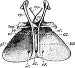 "Entosternum of scorpion (Palamnaeus indus, de Geer); dorsal surface. asp, Paired anterior process of the subneural arch. snp, Sub-neural arch. ap, Anterior lateral process. lmp, Lateral median process. pp, Posterior process. pf, Posterior flap or diaphragm of Newport. m1 and m2, Perforations of the diaphragm for the passage of muscles. DR, the paired dorsal ridges. GC, Gastric canal or foramen. AC, Arterial canal or foramen." &mdash; The Encyclopedia Britannica, 1910