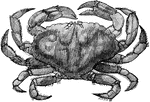 A crab found on the rocky sea floor.