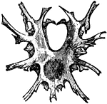 "Dorsal surface of an entosternum. Ph.N., pharyngeal notch." &mdash; The Encyclopedia Britannica, 1910