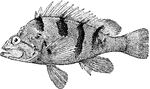 A fish of the genus Sebastes.