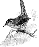 A small bird having grey and brown upper parts with small black and white spots. Pale grey under parts and a brown rump.