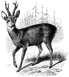 The male of the roedeer.