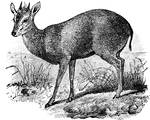 A natal bushbuck deer having a reddish brown color and straight pointed horns.
