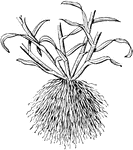 A type of plant root.
