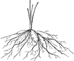 A type of plant root.