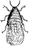 A root feeding plant lice.