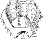 "Ventral view of the posterior carapace or meso-metasomatic (opisthosomatic) fusion of Limulus polyphemus. The soft integument and limbs of the mesosoma have been removed as well as all the viscera and muscles, so that the inner surface of the terga of these somites with their entopophyses are seen. The unsegmented dense chitinous sternal plate of the metasoma (XIII to XVIII) is not removed." &mdash; The Encyclopedia Britannica, 1910