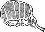 "Section through an early embryo of Limulus longispina, showing seven transverse divisions in the region of the unsegmented anterior carapace. The seventh, VII, is anterior to the genital operculum, op, and is the cavity of the praegenital somite which is more or less completely suppressed in subsequent development." &mdash; The Encyclopedia Britannica, 1910