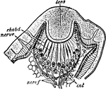 "Section through the lateral eye of Euscorpius italicus. lens, Cuticular lens. nerv.c, Retinal cells (nerve-end cells). rhabd, Rhabdomes. nerv.f, Nerve fibes of the optic nerve. int, Intermediate cells (lying between the bases of the retinal cells)." &mdash; The Encyclopedia Britannica, 1910