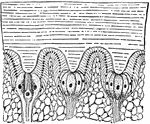 "Section through a portion of the lateral eye of Limulus, showing three ommatidia&mdash;A, B and C. hyp, The epidermic cell-layer (so-called hypodermis), the cells of which increase in volume below each lens, l, and become nerve-end cells or retinula-cells, rl; in A, the letters rh point to a rhabdomere secreted by the cell rl; c, the peculiar central spherical cell; n, nerve fibers; mes, mesoblastic skeletal tissue; ch, chitinous cuticle." &mdash; The Encyclopedia Britannica, 1910