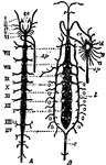 "Diagram of the arterial system of A, Scorpio, and B, Limulus. The Roman numerals indicate the body somites and the two figures are adjusted for comparison. ce, Cerebral arteries; sp, supra-spinal or medullary artery; c, caudal artery; l, lateral anastomotic artery of Limulus. The figure B also shows the peculiar neural investiture formed by the cerebral arteries in Limulus and the derivation from this of the arteries to the limbs, III, IV, VI, whereas in Scorpio the latter have a seperate origin from the anterior aorta." &mdash; The Encyclopedia Britannica, 1910