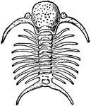 "Deiphon Forbesii, Barr. One of the Cheiruridae. Silurian Bohemia." &mdash; The Encyclopedia Britannica, 1910