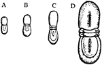 "Four stages in the development of the trilobite Agnostus nudus. A, Youngest stage with no mesosomatic somites; B and C, stages with two mesosomatic somites between the prosomatic and telsonic carapaces; D, adult condition, still with only two free mesosomatic somites." &mdash; The Encyclopedia Britannica, 1910