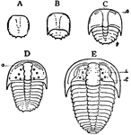 "Five stages in the development of the trilobite Sao hirsuta. A, Youngest stage. B, Older stage with distinct pygidial carapace. C, Stage with two free mesosomatic somites between the prosomatic and telsonic carapaces. D, Stage with seven free intermediate somites. E, Stage with twelve free somites; the telsonic carapace has not increased in size. a, Lateral eye. g, So-called facial "suture" (not really a suture). p, Telsonic carapace." &mdash; The Encyclopedia Britannica, 1910
