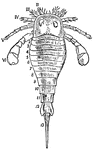 "Eurypterus Fischeri, Eichwald. Silurian of Rootzikil. Restoration after Schmidt. The dorsal aspect is presented showing the prosomatic shield with paired compound eyes and the prosomatic appendages II. to IV. The small first pair of appendages is concealed from view by the carapace. 1 to 12 are the somites of the opisthosoma; 13, the post-anal spine." &mdash; The Encyclopedia Britannica, 1910