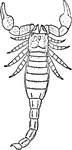 "Dorsal view of a restoration of Palaeophonus nuncius, Thorell. The Silurian scorpion from Gothland." &mdash; The Encyclopedia Britannica, 1910