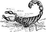 "Drawing from life of the desert scorpion, Buthusaustralis." &mdash; The Encyclopedia Britannica, 1910