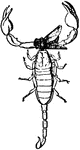 "The same scorpion carrying the now paralysed fly held in its chelicerae, the chelae liberated for attack and defence." &mdash; The Encyclopedia Britannica, 1910