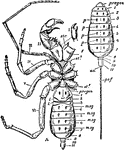 "Thelyphonus, one of the Pedipalpi. A, Ventral view. I, Chelicera (detached). II, Chelae. III, Palpiform limb. IV to VI, The walking legs. stc, Sterno-coxal process (gnathobase) of the chelae. st1, Anterior sternal plate of the prosoma. st2, Posterior sternal plate of the prosoma. pregen, Position of the pracgenital somite (not seen). l, l, Position of the two pulmonary sacs of the right side. 1 to 11, Somites of the opisthosoma (mesosoma plus metasoma). msg, Stigmata of the tergosternal muscles. an, Anus. B, Dorsal view of the opisthosoma of the same. pregen, The prae-genital somite. p, The tergal stigmata of the tergo-sternal muscles. paf, Post-anal segmented filament corresponding to the post-anal spine of Limulus." &mdash; The Encyclopedia Britannica, 1910