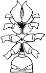 "Thelyphonus sp. Ventral view of the anterior portion of the body to show the three prosomatic sternal plates a, b, c, and the rudimentary sternal element of the praegenital somite; opisth I, first somite o the opisthosoma." &mdash; The Encyclopedia Britannica, 1910