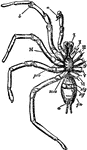 "Ventral view of a male mygalomorphous spider. I to VI, The six pairs of prosomatic appendages. a, Copulatory apparatus of the second appendage. a, Copulatory apparatus of the second appendage. b, Process of the fifth joint of the third appendage. M, Mouth. pro, Prosternite of the prosoma. mes, Mesosternite of the prosoma: observe the contact of the coxae of the sixth pair of limbs behind it; compare Liphistius where this does not occus. stg, Lung aperture. gn, Genital aperture. a, Anus with a pair of backwardly migrated spinning appendages on each side of it; compare the position of these appendages in Liphistius." &mdash; The Encyclopedia Britannica, 1910