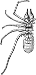 "Galeodes sp., one of the Solifugae. Ventral view to show legs and somites. I to VI, The six leg-bearing somites of the prosoma. opisth I, First or genital somite of the opisthosoma. ge, Site of the genital aperture. st, Thoracic tracheal aperture. l2, Anterior tracheal aperture of the opisthosoma in somite 2 of the opisthosoma. l3, Tracheal aperture in somite 3 of the opisthosoma. a, Anus." &mdash; The Encyclopedia Britannica, 1910
