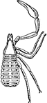 "Garypus litoralis, one of the Pseudoscorpiones. Dorsal view. I to VI, The prosomatic appendages. o, Eyes. Prae-gen, Prae-genital somite. 1, Tergite of the genital or first opisthosomatic somite. 10, Tergite of the tenth somite of the opisthosoma. 11, The evanescent eleventh somite of the opisthosoma. an, Anus." &mdash; The Encyclopedia Britannica, 1910