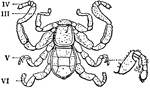"Cryptostemma Karschii, one of the Podogona. Dorsal view of male. III to VI, The third, fourth, fifth and sixth appendages of the prosoma. a, Movable (hinged) sclerite (so-called hood) overhanging the first pair of appendages. b, Fused terga of the prosoma followed by the opisthosoma of four visible somites. an, Orifice within which the caudal segments are withdrawn. E, Extremity of the fifth appendage of the male modified to subserve copulation." &mdash; The Encyclopedia Britannica, 1910
