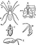 "Stylocellus sumatranus, one of the Opiliones; after Thorell. Enlarged. A, Dorsal view; I to VI, the six prosomatic appendages. B, Ventral view of the prosoma and of the first somite of the opisthosoma, with the appendages I to VI cut off at the base; a, tracheal stigma; mx, maxillary processes of the coxae of the 3rd pair of appendages; g, genital aperture. C, Ventral surface of the prosoma and opisthosoma; a, tracheal stigma; b, last somite. D, Lateral view of the 1st and 2nd pair of apendages. E, Lateral view of the whole body and two 1st appendages, showing the fusion of the dorsal elements of the prosoma into a single plate, and of those of the opisthosoma into an imperfectly segmented plate continuous with that of the prosoma." &mdash; The Encyclopedia Britannica, 1910