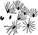 "Bacillus Typhi, Gaffky." &mdash; The Encyclopedia Britannica, 1910