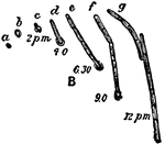"The various phases of germination of spores of Bacillus ramosus, as actually observed in hanging drops under very high powers. Similar series of phases in the order of the small letters in each case, and with the times of observation attached. At f and g occurs the breaking up of the filament into rodlets." &mdash; The Encyclopedia Britannica, 1910