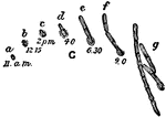 "The various phases of germination of spores of Bacillus ramosus, as actually observed in hanging drops under very high powers. Similar series of phases in the order of the small letters in each case, and with the times of observation attached. At f and g occurs the breaking up of the filament into rodlets." &mdash; The Encyclopedia Britannica, 1910
