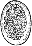 "Egg-shaped mass of zoogloea of Beggiatoa roseo-persicina (Bacterium rubescens of Lankster); the gelatinous swollen walls of the large crowded cocci are fused into a common gelatinous envelope." &mdash; The Encyclopedia Britannica, 1910