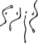 "Spore-formation in Vibrio-like (c) and Spirillum-like (a, b, d) Schizomycetes." &mdash; The Encyclopedia Britannica, 1910