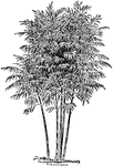 "Bamboo (Bambusa vulgaris), very much reduced. Grows 20 to 50 ft. high." &mdash; The Encyclopedia Britannica, 1910