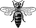 "Honey-bee (Apis mellifica). Queen." &mdash; The Encyclopedia Britannica, 1910
