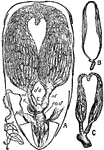 "Ovaries of Queen and Workers (Apis). A, Abdomen of queen, under side. P, Petiole. o, o, Ovaries. hs, Position filled by honey-sack. ds, Position through which digestive system passes. od, Oviduct. co.d, Vagina. E, Egg-passing oviduct. s, Spermatheca. i, Intestine. pb, Poison bag. pg, Poison gland. st, Sting. p, "Palps" or "feelers" of sting. B, Rudimentary ovaries of ordinary worker. sp, Rudimentary spermatheca. C, Partially developed ovaries of fertile worker. sp, Rudimentary spermatheca." &mdash; The Encyclopedia Britannica, 1910