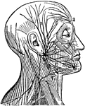 "(1) The facial nerve at its emergence from stylo-mastoid foramen; (2) temporal branches communicating with (3) the frontal branches of the fifth or trifacial nerve; (4) infraorbital branches communicating with (5) the infra-orbital branches of the fifth nerve; (6) maxillary branches communicating with (7) the mental branch of the fifth nerve; (8) cervico-facial branches; (9) the spinal accessory nerve giving off a branch to the trapezius muscles." &mdash; Winston's Encyclopedia, 1919