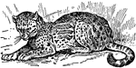 "A digitigrade carnivorous mammal of the cat kind, peculiar to the American continent. It attains a length of about 3 feet, while the tail measures some 18 inches more. The ocelot inhabits great forests; its food consists mainly of birds and rodents; and it is timid but blood-thirsty." &mdash; Winston's Encyclopedia, 1919