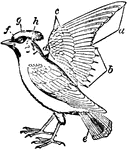 "Plumage of Bird. Bohemian Chatterer (Bombycilla garrula). a, primaries; b, secondaries; c, coverts; d, scapulars; e, tail feathers; f, forehead; g, sinciput; h, occiput." &mdash; Winston's Encyclopedia, 1919