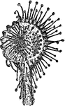 "Leaf of Sundew, enlarged, with the tentacles on one side infected over a bit of meat placed on the disk." &mdash; The Encyclopedia Britannica, 1893