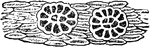 "Sensitive glands of Dionaea muscipula, x 300." &mdash; The Encyclopedia Britannica, 1893
